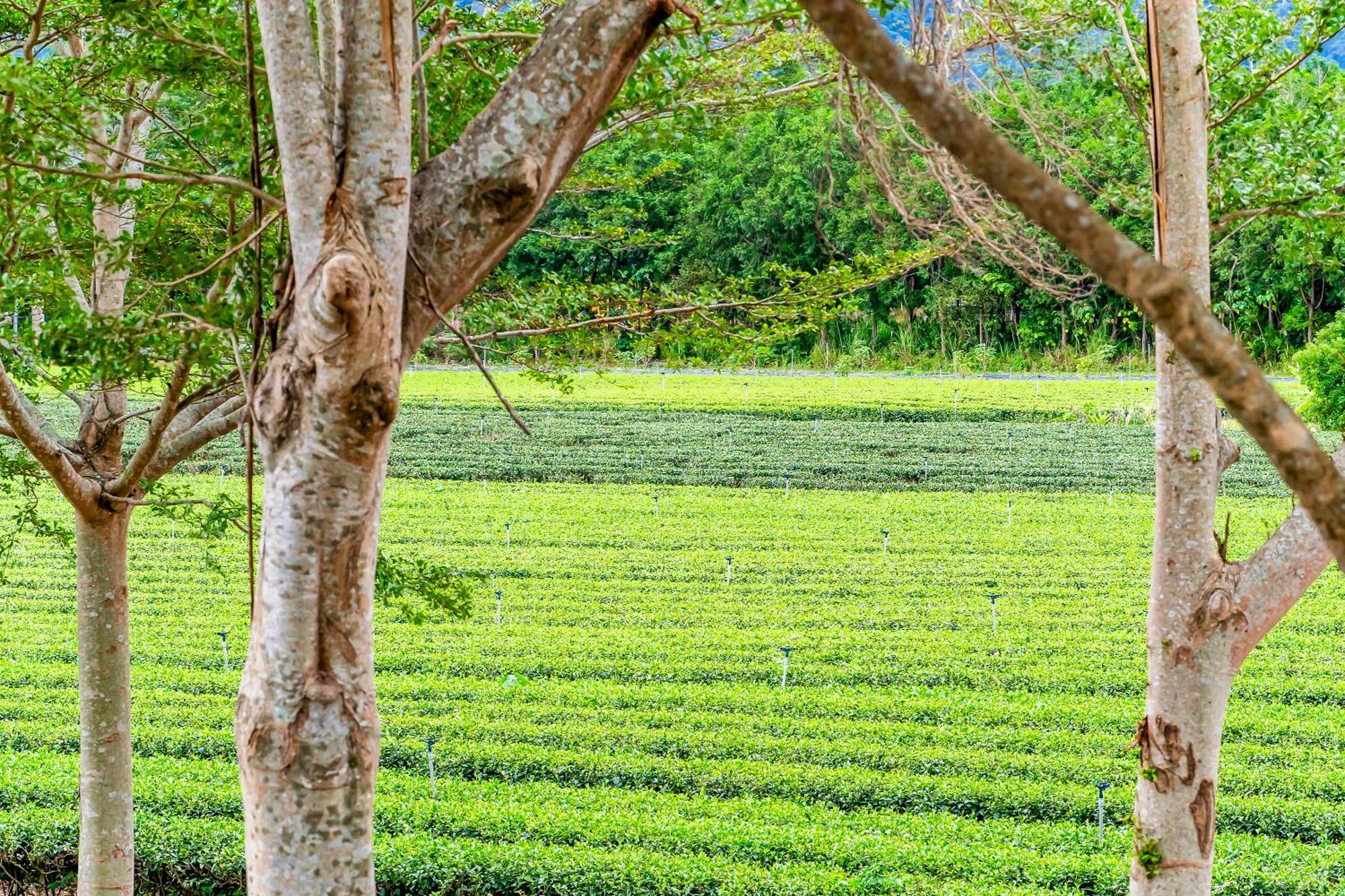 Dream Field Daire Luye Dış mekan fotoğraf